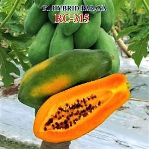 IRIS RC-315 PAPAYA SEEDS