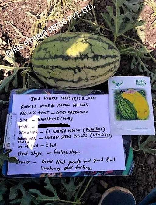 IRIS HYBRID FRUIT SEEDS WATERMELON PUKHRAJ - SUGAR BABY TYPE