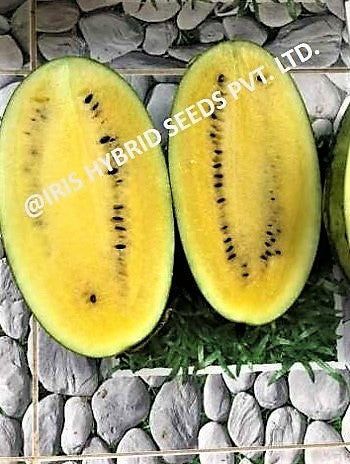 IRIS HYBRID FRUIT SEEDS WATERMELON PUKHRAJ - SUGAR BABY TYPE