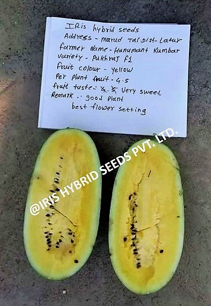 IRIS HYBRID FRUIT SEEDS WATERMELON PUKHRAJ - SUGAR BABY TYPE