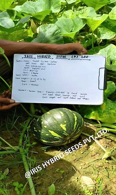 IRIS HYBRID VEGETABLE SEEDS F1 HYBRID PUMPKIN IHS-205