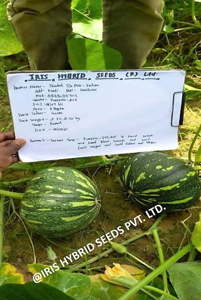 IRIS HYBRID VEGETABLE SEEDS F1 HYBRID PUMPKIN IHS-205