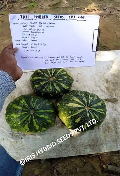 IRIS HYBRID VEGETABLE SEEDS F1 HYBRID PUMPKIN IHS-205