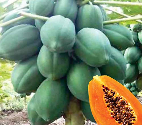 INDUS PAPAYA RED SUN DWARF F1 HYBRID SEEDS