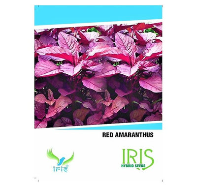 IRIS HYBRID OP AMARANTHUS RED VEGETABLE SEEDS