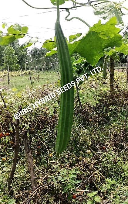 IRIS SUPER MAX RIDGE GOURD SEEDS