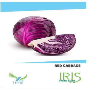 IRIS HYBRID RED CABBAGE SEEDS