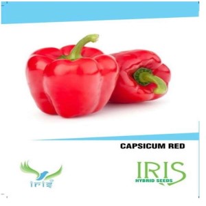 IRIS HYBRID VEGETABLE SEEDS RED CAPSICUM