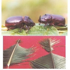 RHINOCEROS BEETLE LURE Pest Control India