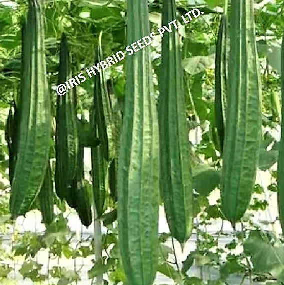 IRIS HYBRID VEGETABLE SEEDS F1 HYBRID RIDGE GOURD MAX001