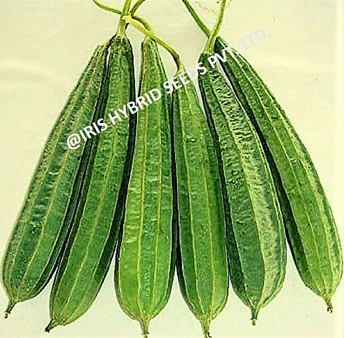 IRIS HYBRID VEGETABLE SEEDS F1 HYBRID RIDGE GOURD MAX001