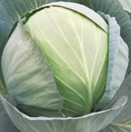 S92 CABBAGE