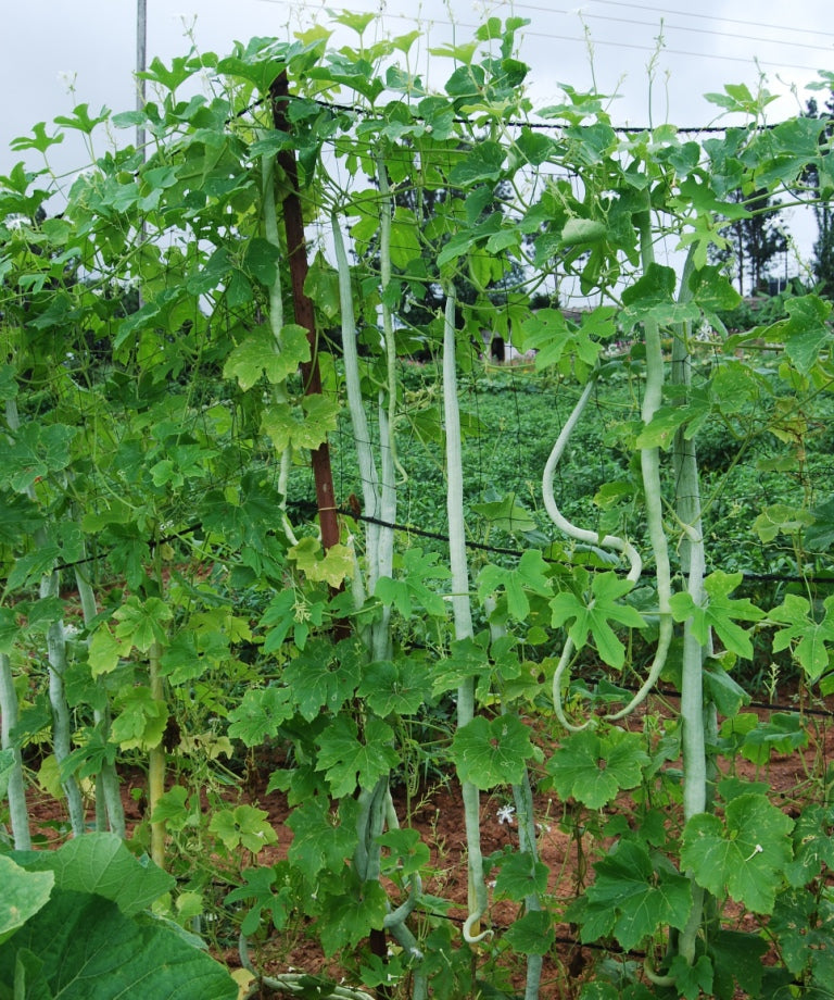 SARPAN HYBRID SNAKE GOURD-21