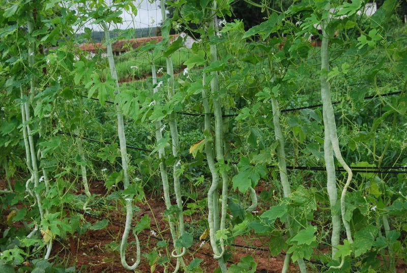 SARPAN HYBRID SNAKE GOURD-21