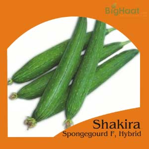 SHAKIRA SPONGE GOURD