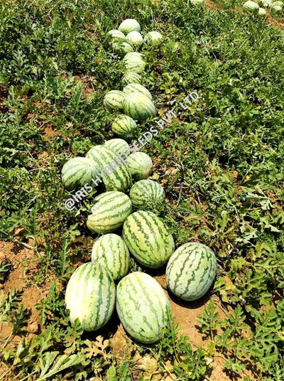 IRIS HYBRID FRUIT SEEDS WATERMELON SAMRAT - ICE BOX SEGMENT SEED