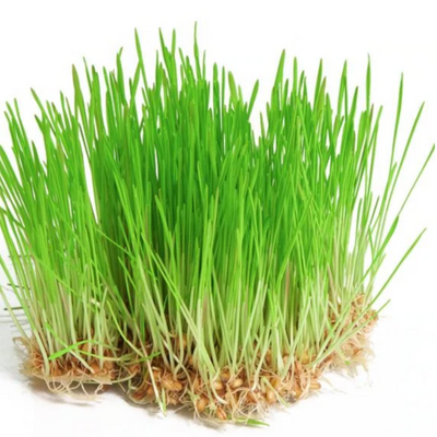 URJA WHEAT GRASS