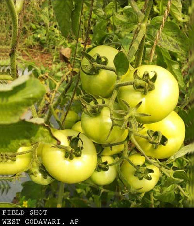 SVTD8306 TOMATO SEEDS