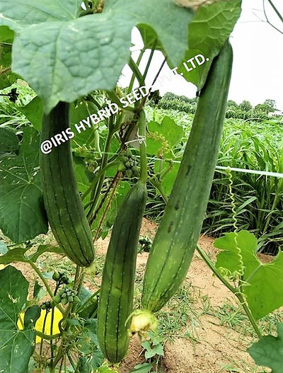 IRIS HYBRID SPONGE GOURD DELTA SEEDS F1