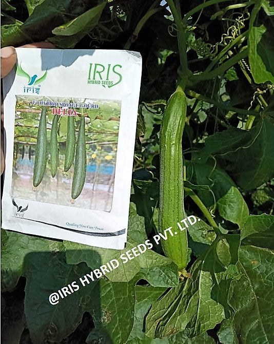 IRIS HYBRID SPONGE GOURD DELTA SEEDS F1