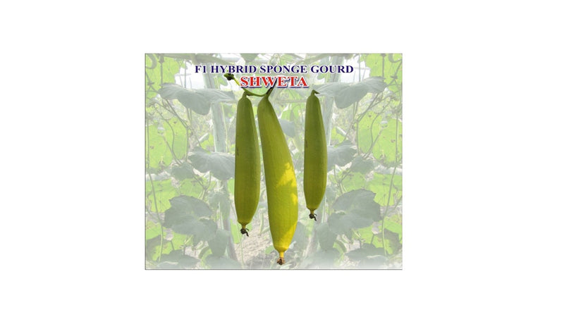 IRIS HYBRID VEGETABLE SEEDS F1 HYBRID SPONGE GOURD SHWETA