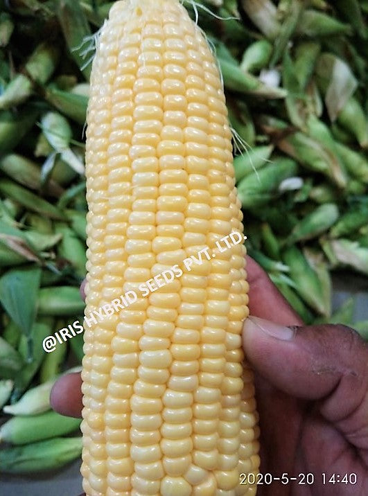 IRIS HYBRID VEGETABLE SEEDS F1 HYBRID SWEET CORN HONEYMAX