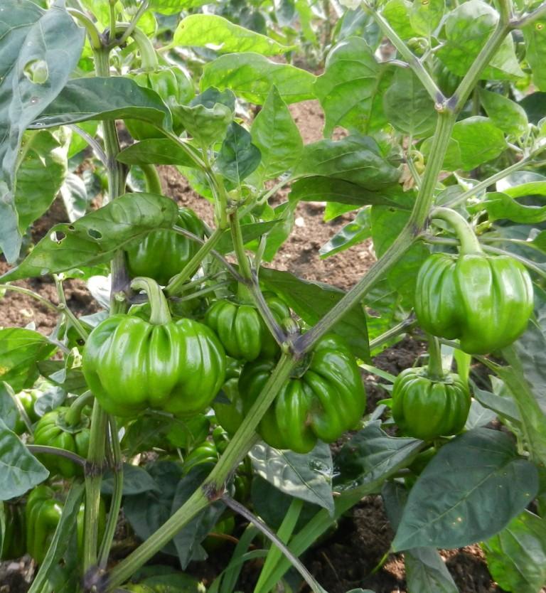 SARPAN CAPSICUM HYBRID TX-9