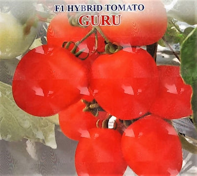 IRIS HYBRID VEGETABLE SEEDS F1 HYBRID TOMATO GURU