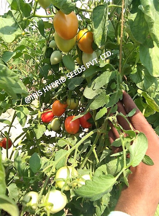 IRIS HYBRID VEGETABLE SEEDS F1 HYBRID TOMATO GURU