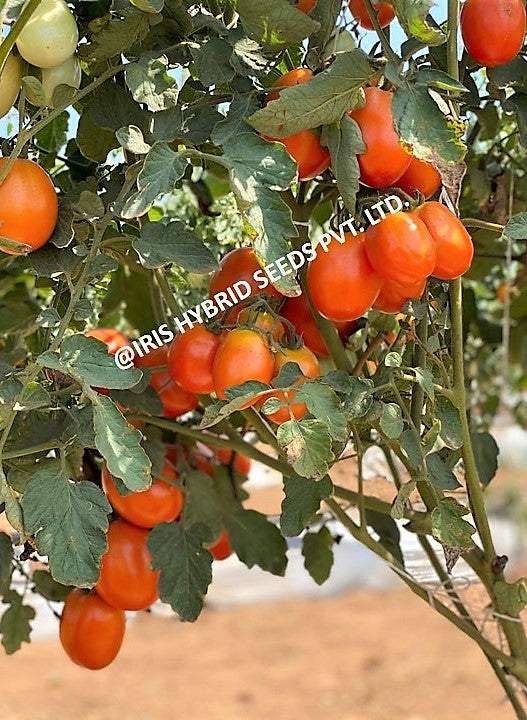 IRIS HYBRID VEGETABLE SEEDS F1 HYBRID TOMATO GURU