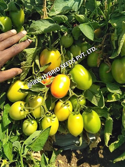 IRIS HYBRID VEGETABLE SEEDS F1 HYBRID TOMATO KESAR IMPROVED