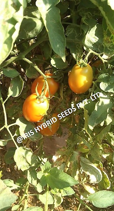 IRIS HYBRID VEGETABLE SEEDS F1 HYBRID TOMATO KESAR IMPROVED