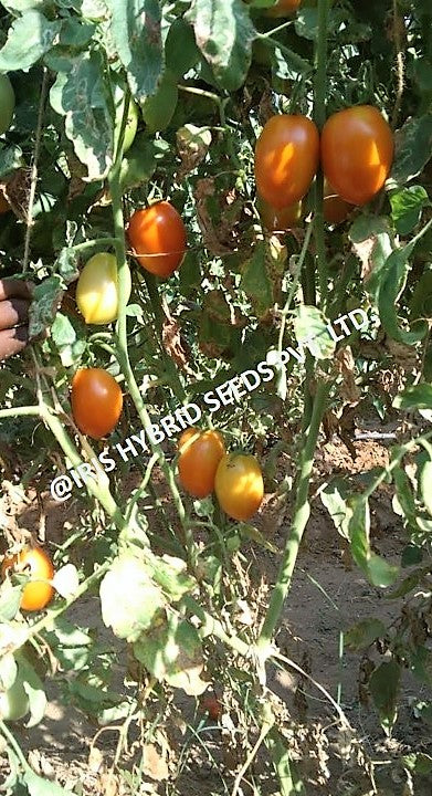 IRIS HYBRID VEGETABLE SEEDS F1 HYBRID TOMATO KESAR IMPROVED