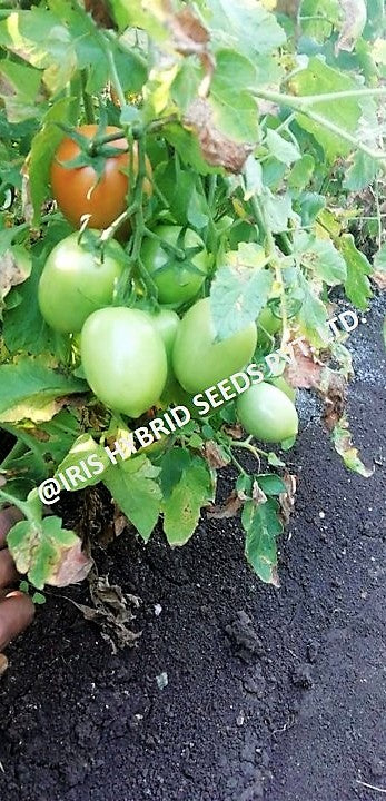 IRIS HYBRID VEGETABLE SEEDS F1 HYBRID TOMATO KESAR IMPROVED