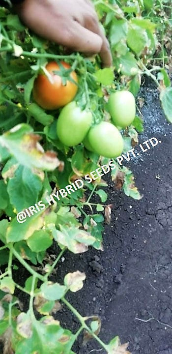 IRIS HYBRID VEGETABLE SEEDS F1 HYBRID TOMATO KESAR IMPROVED