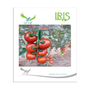 IRIS HYBRID VEGETABLE SEEDS F1 HYBRID TOMATO NANCY