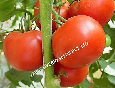 IRIS HYBRID VEGETABLE SEEDS F1 HYBRID TOMATO NANCY