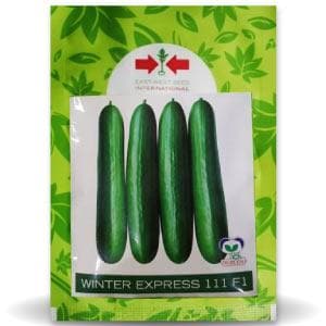 WINTER EXPRESS CUCUMBER