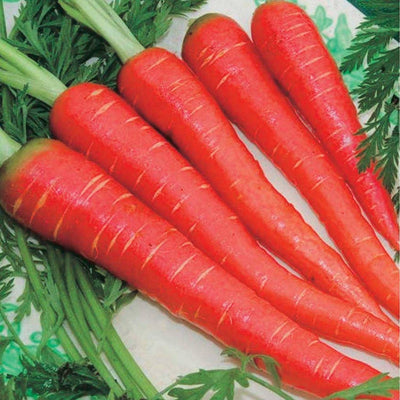 IRIS HYBRID CARROT SEEDS