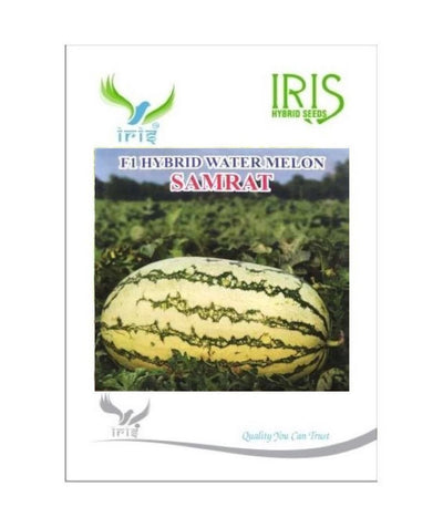 IRIS HYBRID FRUIT SEEDS WATERMELON SAMRAT - ICE BOX SEGMENT SEED