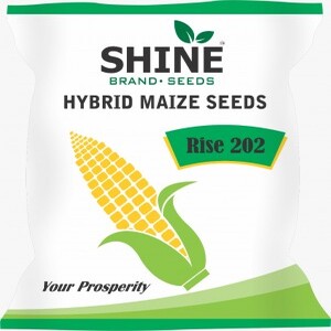 RISE AGRO RISE-202 SHINE HYBRID MAIZE SEEDS