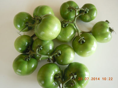 TOMATO F1 - STH - 520