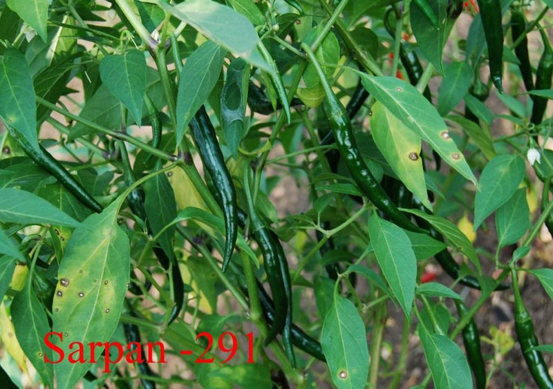 SARPAN CHILLI SEEDS F1 291