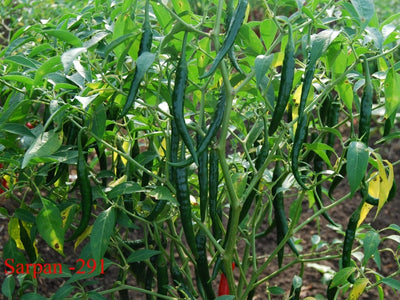 SARPAN CHILLI SEEDS F1 291