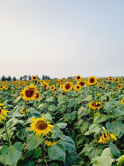 FARMSON SUNFLOWER VARIETY SEEDS