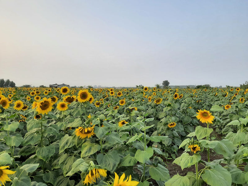 FARMSON SUNFLOWER VARIETY SEEDS