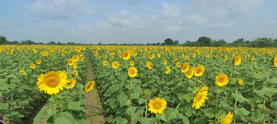 FARMSON SUNFLOWER VARIETY SEEDS