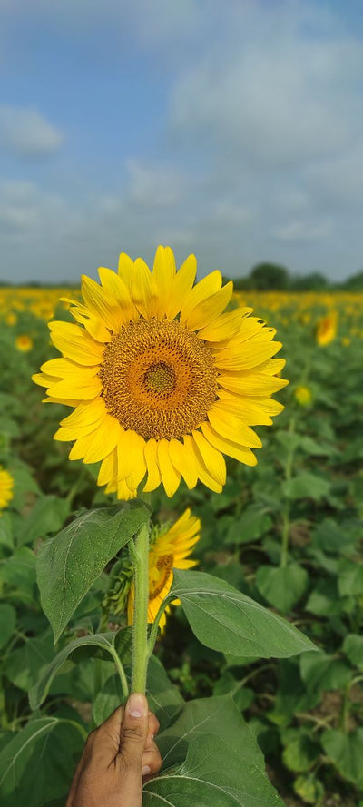 FARMSON SUNFLOWER VARIETY SEEDS