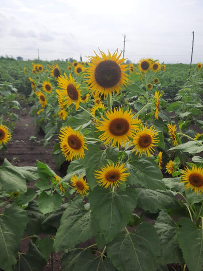 FARMSON FB-SUN 777 SUNFLOWER