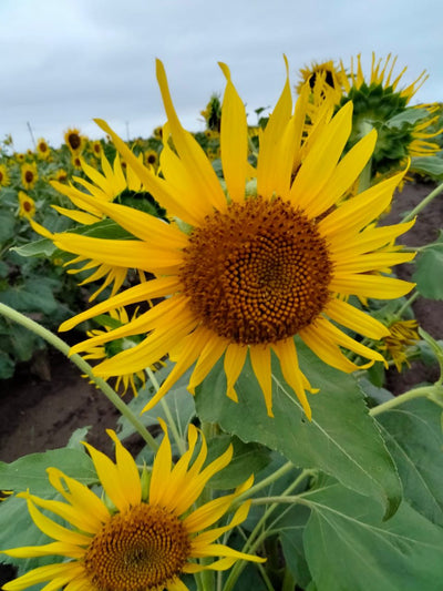 FARMSON FB-SUN 777 SUNFLOWER